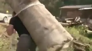 muslim beats infidel tree