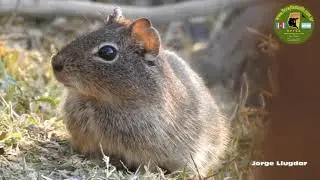 CUIS CHICO  (Microcavia australis)