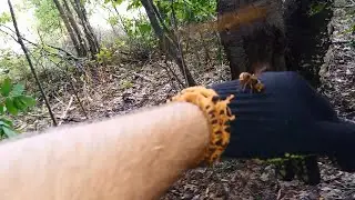 Укус Шершня. Шершни Из Гнезда Атакуют Мою Руку, Укусы Шершней. Гнездо Шершней.31.08.2021 г Часть № 2