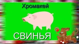 37. Футаж на хромакее. свинья. Футаж для создания видео.