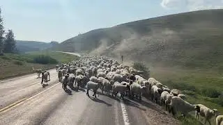 A herd of sheep￼ running Straight down the road! 7-25-2021