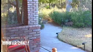 bobcats "Yard Cats"