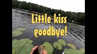 Hungry little Bass.