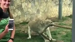 Кот сильнее дрищей