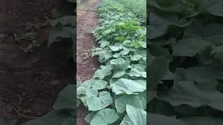 Огурцы открытый грунт, второй оборот . 30 августа