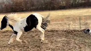 Calling Dog Off Horse
