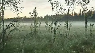 Охота на медведя. ХМАО июнь 2020 г.