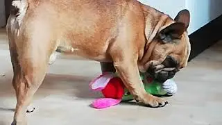 ШОК!!! СОБАКА НИЧЕГО НЕ ДЕЛАЕТ 5 СЕКУНД!!!