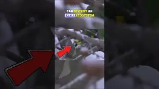 🦜Amazon Parrots INVADE Germany! 