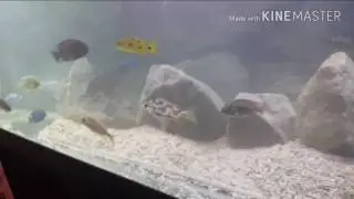 How to change your substrate to sand with fish in the tank