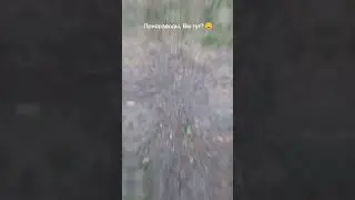 приора,есть любители приор ,больше контента ?