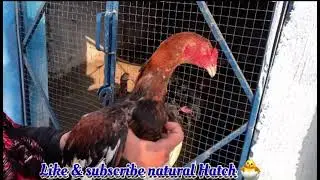 New video for natural Hatch 🐣 Aseel chicks 🐣 #naturalhatch #subscribe #natural #hatch #subscribe