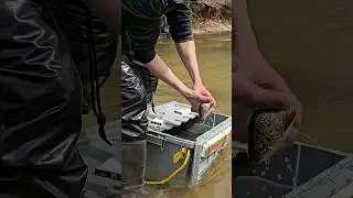 Trout Stocking