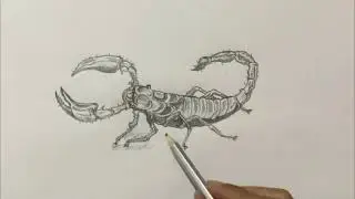 How to draw scorpion 🦂 step by step and easy 