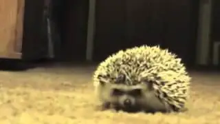 ежик