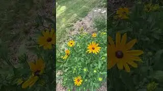 Beautiful Summer Blooms 😍💐