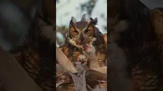 Great Horned Owl feeding her baby’s another bird!! #natgeo #owl #sonyalpha #birds