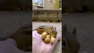 FEEDING CHIPMUNKS PEANUTS 🥜🐿😋 #shorts
