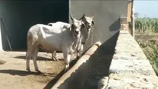 part 2 #બળદ #balad #farming ##vadhiyara