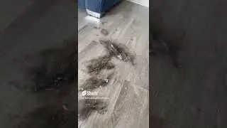 That's just SO MUCH HAIR!!! 😰 #cleaning #cleaningmotivation #dog #doglover