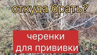 Откуда брать черенки для прививки?