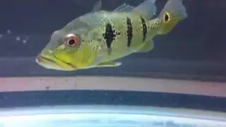My Orinocensis peacock bass!