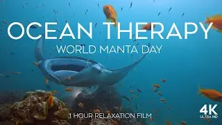 Ocean Therapy | World Manta Day | 4K Underwater Film with LoFi Chill Music