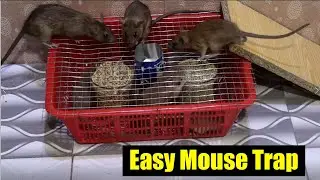 Best Mouse Trap | Quick Easy Mouse Trap | How to Catch a Mouse