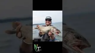 Big Lakers on Lake Cayuga NY!  #fishing #shorts #podcast #nature #outdoors #jigging #shorts #reels