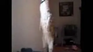 Кошка стоит