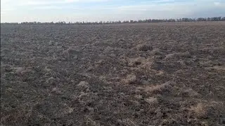 Tow after flax! How to cultivate the soil?