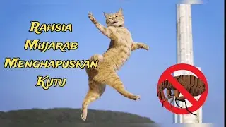 rahsia mujarab menghapuskan kutu kucing dengan berkesan | flea