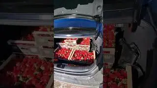 Ягоды на севере 🍓🍓🍓   Полярные Зори,   Мурманск......