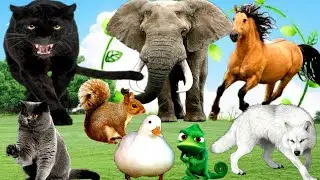 Cute Animals : Cat Dog Cow Elephant Duck Fish Birds Rabbit Squiral