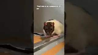 a judgmental rat
