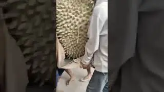 Durian Terbesar Di dunia