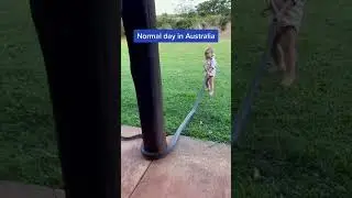 Avustralya da normal bir gün 