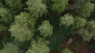 Pine Forest 1