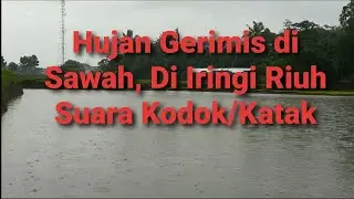 HUJAN DI PESAWAHAN, BIKIN RINDU KAMPUNG HALAMAN