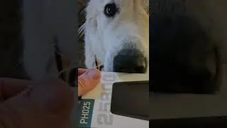 Great Pyrenees learned how to deliver items.  Very proud of Bella. #cute #animals