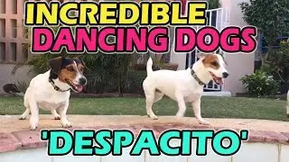 Dogs Dancing on Luis Fonsi Despacito
