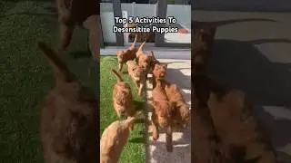 Top 5 Activities I Did To Desensitize Puppies! #goldendoodle #puppies #dogdad