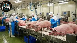 Amazing Pig Slaughterhouse - Modern Pig Processing Machine Using Advanced Technology | Pig Factory