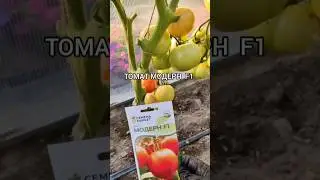 Томат МОДЕРН F1 Семена Маркет #томаты#помидоры #семенамаркет #семена #хештег