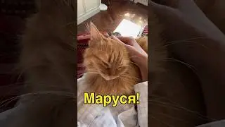 #данапротасова #cat #redcat #котики #маруся #котыдонбасса #котик #кошкиндомдонецк