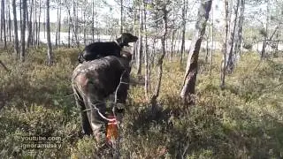 Собачья битва