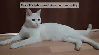 ATTENTION CAT OWNERS | 2024 | #catowners #catlover #youtubevideo #cat #trendvideo