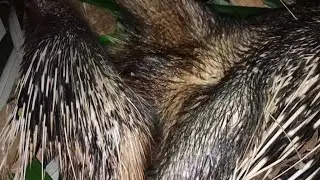 Yos hav zoov tua tau ib tug tsaug loj tiag tiag li