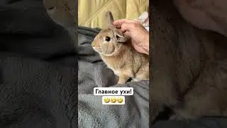 Ноги,крылья…Главное уши! 