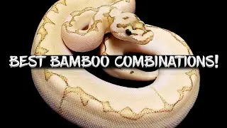 How to Make the Best Bamboo Ball Python Combinations!